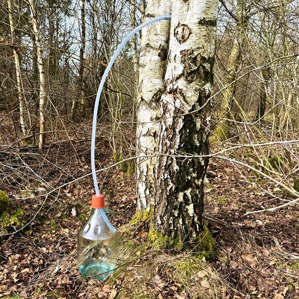Birkesaftkit med 5 liter glasballon og gummihætte