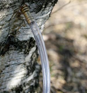 Tappestuds i plast til tapning af birkesaft